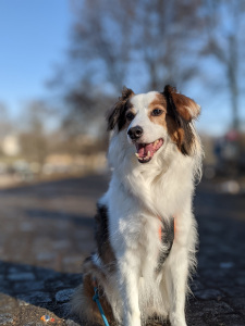 Picture of a sable and white mixed breed dog. The dog is medium-long haired, and looks like a collie mix. The light has an orange tint, and the shadows are long, suggesting the picture was taken close to a sunset. The dog has a black and neon orange harness on, and a teal leash. His face is relaxed, looking at some point behind the camera, slightly to his right. The mouth is open, with a slight relaxed pant.